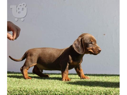 Dachshund
